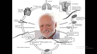 Strongyloides Stercoralis [upl. by Ybok631]