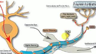 OPTIC NERVE  Ophthalmology  1 [upl. by Ecitnerp331]