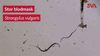 Stor blodmask Strongylus vulgaris [upl. by Alurta]