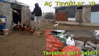 Sabah YemLemesii Aç TavukLarSüpriz Yemleme [upl. by Frederique]