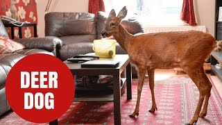 A Deer That Thinks Its A Dog [upl. by Nawuj]