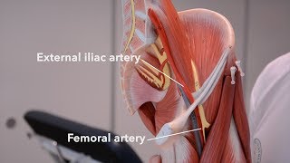 Arteries of the lower limb [upl. by Llertram]