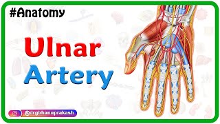 Ulnar artery Anatomy Animation  Course﻿ Branches ﻿Clinical aspects  Usmle review [upl. by Yot83]