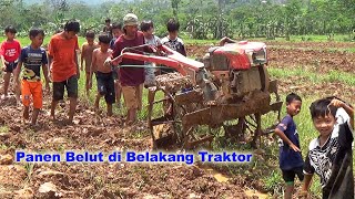 Pada Rebutan Belut di Belakang Traktor Sawah [upl. by Primaveras426]