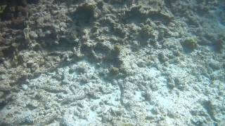 Bonaire Snorkeling Te Amo Beach 2015 [upl. by Eisor544]