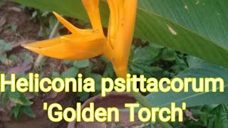 Heliconia psittacorum x spathocircinata Golden Torch [upl. by Peacock143]