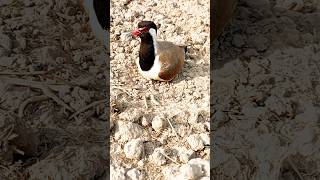 Bird red wattled lapwing birds [upl. by Efal185]