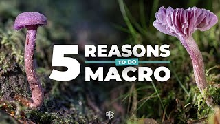 5 Reasons to Do Macro Photography [upl. by Bart]