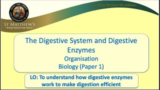 The Digestive System and Digestive Enzymes [upl. by Pelage]