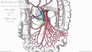 Superior Mesenteric Artery  Anatomy Tutorial [upl. by Lebna556]