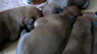 Boxers Puppies Crying [upl. by Millburn]