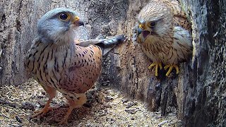 Full Story of Kestrel Couples First Year 🦅  Full Story  Athena amp Apollo  Robert E Fuller [upl. by Drofiar]