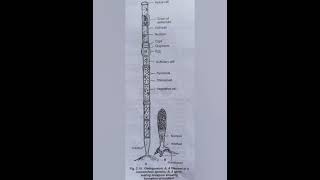 Oedogonium oedogonium algae bsc important [upl. by Hsirahc]