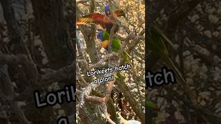 Lorikeets Plan Secret Cockatoo Ambush Birds parrot Tricks sounds [upl. by Fields]