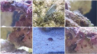 Great live rock hitchhikers Micro brittle stars amphipods Stomatella snail feather duster worms [upl. by Micaela446]