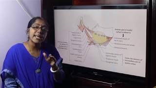 Lecture On Submandibular Region [upl. by Simmonds]