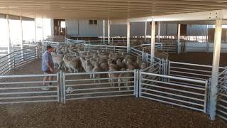 Sheep Yards Pingelly WA [upl. by Eimaral]