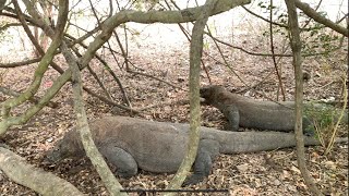 Komodo dragons Komodo sees a sick goat [upl. by Aryhs]