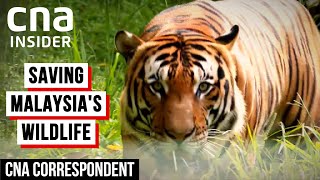 Saving Malaysias Endangered Animals From Extinction  CNA Correspondent [upl. by Yztim139]