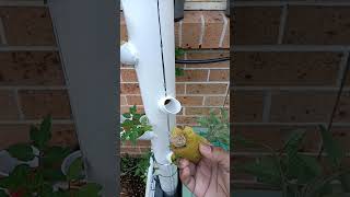 DIY hydroponic tower diyhydroponics tomato aeroponics [upl. by Mariette]