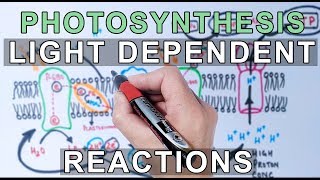 Photosynthesis  Light Dependent Reactions [upl. by Leandre]