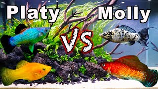 Platy vs Molly Fish Consider These Aspects BEFORE You Buy [upl. by Casta869]