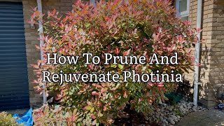 How To Prune  Rejuvenate Photinia Spring Pruning Photinia Red Robin Get Gardening [upl. by Morly]