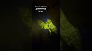 Marine Minute Swell Shark Biofluorescence🌊🦈 shorts stpatricksday sharks glow animals [upl. by Hotchkiss422]