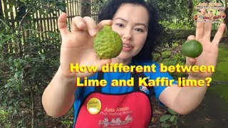 How different between lime and kaffir lime  Asia Scenic Thai Cooking School [upl. by Karee431]