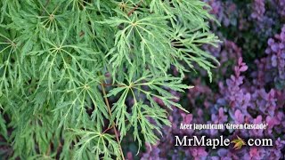 Acer japonicum ‘Green Cascade’ Weeping Green Japanese Maple [upl. by Yeblehs]