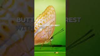 Moths vs Butterflies Key Differences in 30 Seconds [upl. by Anaillil709]