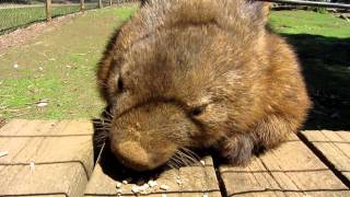 The friendly Australian wombat [upl. by Rachel596]