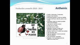 Tuto jardin Anthemis fiche technique plante annuelle [upl. by Saraiya]