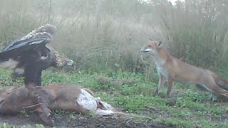 Wedge tail eagle fox stand off [upl. by Elisee489]