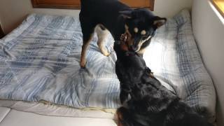 Rottweiler amp Jindo mixProvoking a dog [upl. by Ennylyak402]