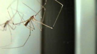 Cellar spider Pholcidae [upl. by Sukramed]