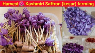 Saffron Flower Harvest From Petals to Spice ll Ashish Bavaliya ll Subhash Kanetiya ll kesarfarming [upl. by Odnam]