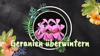 Geranien oder Pelargonien überwintern und vermehren Tipps gibt es vom Pflanzenarzt [upl. by Adaiha]