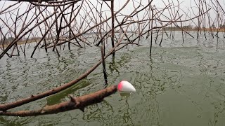 Veja a bóia afundar Pescaria caipira no Rio turvo Gigantes engolindo a Isca viva [upl. by Faye852]