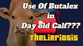 Theileriosis In Cattle Symptoms  Theileria In Cattle  Theileriosis Treatment in Cattle [upl. by Skeie]