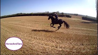 Friesian horse galloping Part one [upl. by Sterrett375]