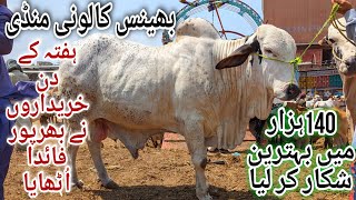 Bhains Colony Mandi Karachi Cattle Latest Rates Update Saturday 25 May 2024  Cow Mandi 2024 [upl. by Accever]