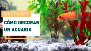 Consejos fáciles para decorar tu acuario  Plantas de acuario en VERDECORA [upl. by Atiuqrahs131]