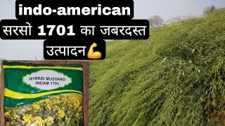 indo American sarso 1701 ki jankari indoamerican सरसो 1701 की सम्पूर्ण जानकारी [upl. by Zsa]