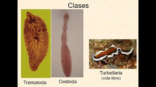 Parasitología Veterinaria Unidad 3 primera parte [upl. by Aitnuahs]