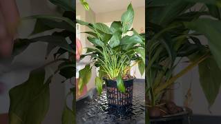 A silent peace lily change from soil to Leca plants plantcare planttips [upl. by Penoyer]