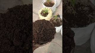 Ghar par banaya gobar ki khad eske aage saari khad bekar h 🥳🥳gardening aplants garden shorts [upl. by Ayinat778]