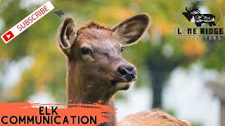 Elk Sounds  Cow Elk Communication  Utah Elk [upl. by Harmaning]