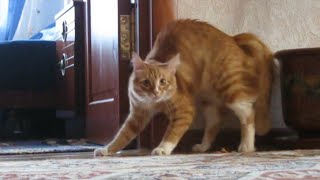 Adrenaline Cats  Funny Cat Video Compilation 2020 [upl. by Stetson]