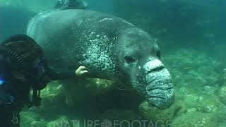 Northern Elephant Seal Mirounga Angustirostris Diving Playing With Diver [upl. by Aiekram]